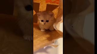 cute cat animal video by cat lovers #catcute #catlore #catlover #cat #funny