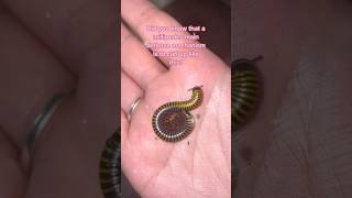 Millipedes Don’t Want To Hurt You 🥺 #millipede #millipedes #arthropoda #arthropods #cutepets