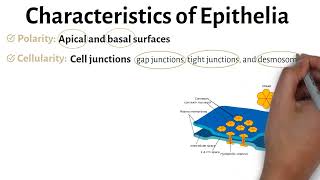 Epithelial Tissue