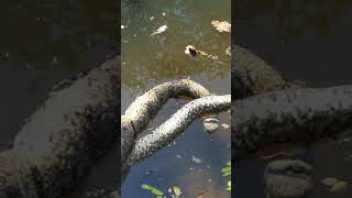 Snake found dead near Chao Praya