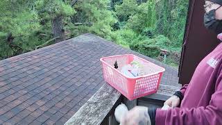 Ruby-throated Hummingbird release