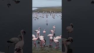 Flamingos close up, fenicotteri da vicino #shorts #flamingo #wildlife