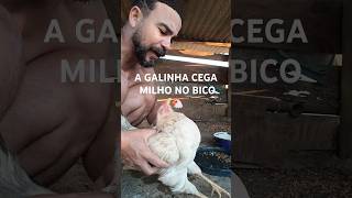 MILHO 🌽 NO BICO DA GALINHA CEGA. A ESPERANÇA É A ÚLTIMA QUE MORRE. #roça #galinha #sitio #fazenda