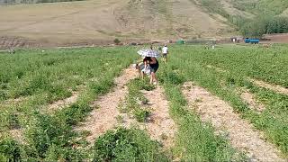 Picking The Strawberry Part 2