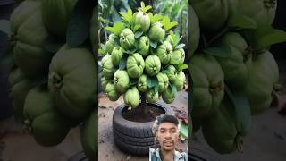 Wow! Double your Guava Tree harvest with these new planting methods #satisfying#shorts #farming