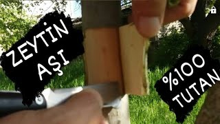 ZEYTİN aşı bir ağaç iki farklı meyve ( yeşil ve siyah ) olive graft