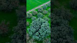 Agriculture #foryou #viral #viralshorts #viralvideo