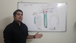 NEET Biology_Male Reproductive System_Part 4