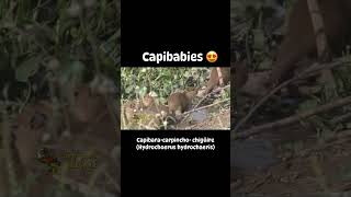 Capibara - Capibabies