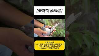 【榮龍鴿舍精選】2024 508126大草屯冬季11317羽殘30羽五關綜合冠軍直子X竹南大新冬季六關綜合冠軍全會2677羽殘3羽直女 #賽鴿 #pigeon