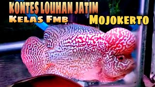 8 NOMINASI TERBAIK LOUHAN FMB DI KONTES LOUHAN JATIM MOJOKERTO