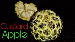 Custard apple #shorts #shortvideo #shortsvideo #shortvideos #s #shortstatus #s @momentsinlife1163