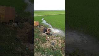 Pumping water to the rice fields #rice #shorts#short