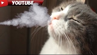 Smelled Delicious КОТЭ Учуял Вкусняшку !