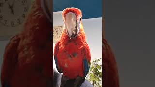 Mistrz gadulstwa🤣  nie dał szansy Chanel. Funny parrot,  Ara Ararauna Ara Macao