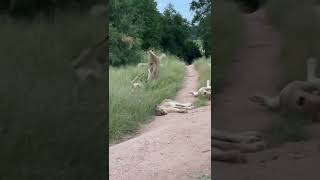 Two Lioness fighting