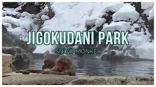 Snow Jungle Trekking to see Monkeys at Jigokudani Park !