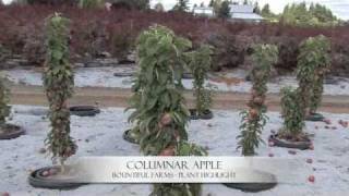 Columnar Apple - Plant Highlight