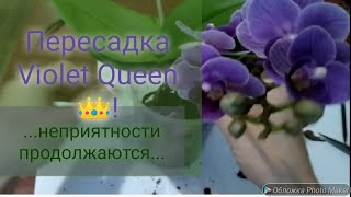 Пересадка Violet Queen 👑! +результат через неделю. Неприятности продолжаются...