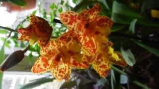 ODONTOCIDIUM (chanele 3)