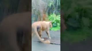 Kelakuan Lucu Si Kucing Besar Taman Safari Bogor