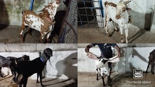 Mr Nizam Goat Farm | Hyderabadi Bakriya| Barbari Bakriya| Vattepally Near Metro Gym