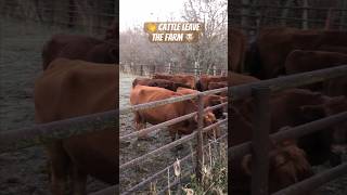 Goodbye Cattle👋 #farmlife #cattle #cattlefarm #cowboys