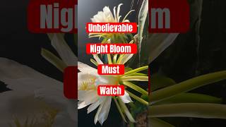 Night Bloom Enchanting Dragon Fruit