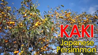 柿 Kaki - Japanese Persimmon I Autumn Fruits