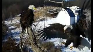 Decorah Eagles  1-2-16  Active Afternoon In Decorah