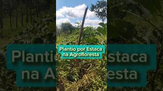 Plantio por Estaca na #agrofloresta