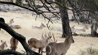 Wild Safari Adventure: Encounter Majestic Animals at Casela Mauritius!