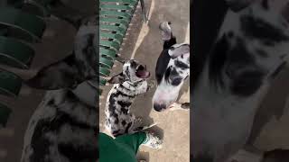 Mochi playing at the dog park #shortvideos #dog #puppy