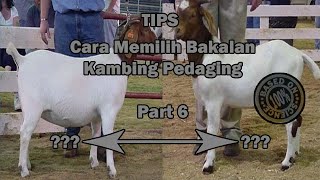 Part 6 Cara Memilih Bakalan Kambing Pedaging || Biar Makin Untung ‼️