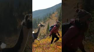 Hike With Llamas Through Montana's Glacier Country!