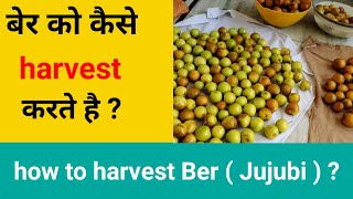 How to harvest Ber ( Jujube ) । बेर को कैसे हार्वेस्ट करते है ?