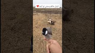 البلبل مالكم وحشي لو أليف