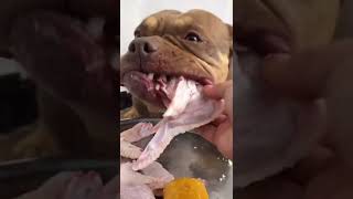 BEST DOG EATING FOOD #dogfood #dog #eating #tiktok #douyin #shorts