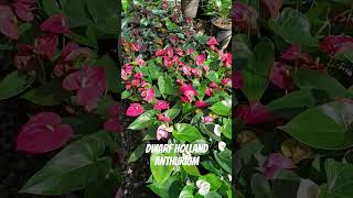 Anthuriums #subscribe #subscribetomychannel #subscribe_now #subscribemychannel