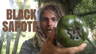 Exotic Fruit Review: Black Sapote!