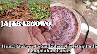 TIPS DAN TRIK MENANAM DAN MEMUPUK  JAGUNG HIBRIDA NK SUMO!!