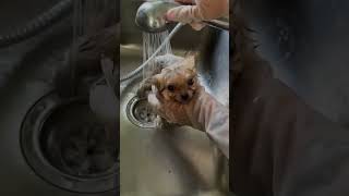 First Kitchen Puppy Bathing #shorts #youtubeshorts #shortsvideo #funnydoggydog