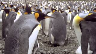 Penguen Kral 3D / The Penguin King 3D - Dublajlı fragman