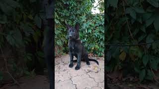 Black shepherd puppy. Щенок немецкой овчарки. #puppydog #puppy #germanshepherd #shepherd #gsdpuppy