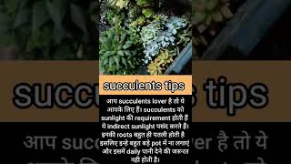 succulent plants tips |succulent plants | succulents #shorts