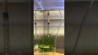 celestrial pearl danio breeding setup