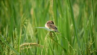 zitting cisticola