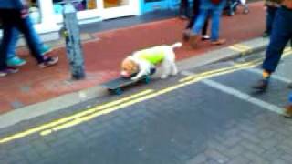 Skateboarding dog in Brighton