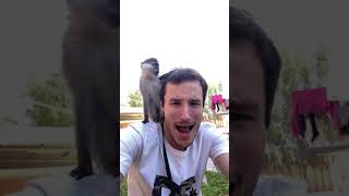 Дуэт с мартышкой /Duo with Monkey Coldplay song