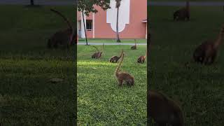 Coatimundis at BahiaPrincipe Great Coba Mexico. #bahiaprincipe #cancun #coatimundis #coati #mexico